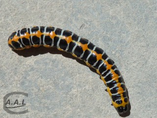 Chenille de cucullie de la laitue